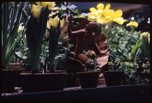 Yellow flowers, figurine in foreground