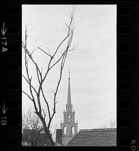Tree branches and church spire