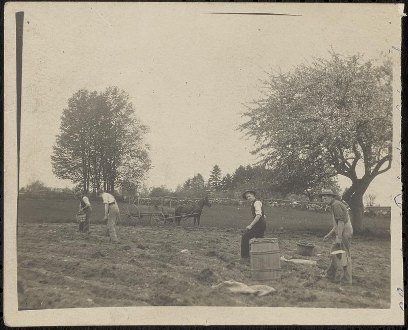 Farm workers in potato field with horses