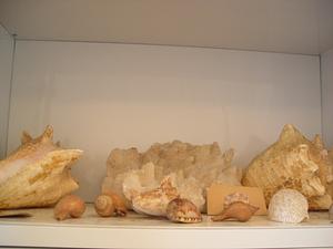 Large piece of coral