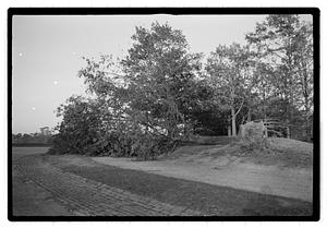 Uprooted trees