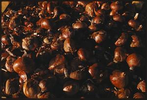 Red onions