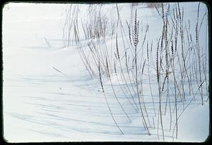 View of snow-covered grasses, Arnold Arboretum