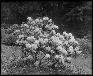 Rhododendron catawbiense album