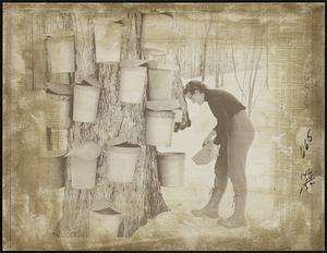Sugaring is slow this season and Mrs. Lewis Corse of Whitingham, must think the more buckets the more sap you collect ... but is just doesn't work that way. Here on this large maple she hung a baker's dozen.