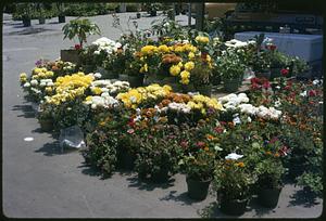 Flowers for sale outdoors