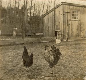 Barnyard hen and rooster, South Yarmouth, Mass.