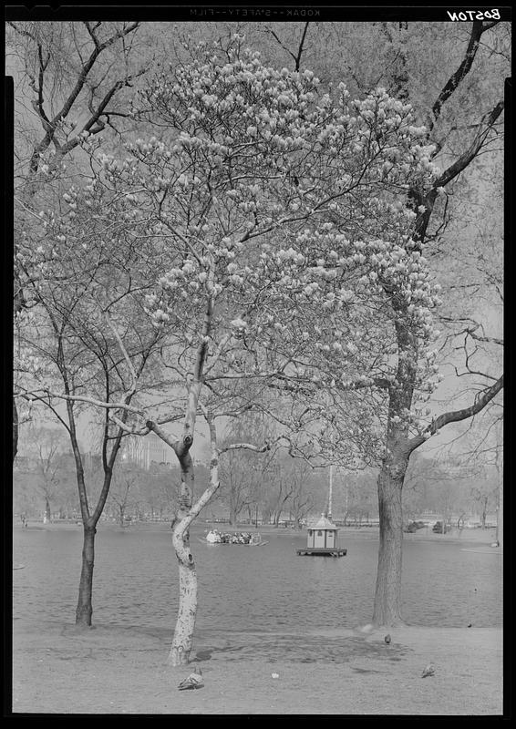 Boston Public Gardens - Digital Commonwealth