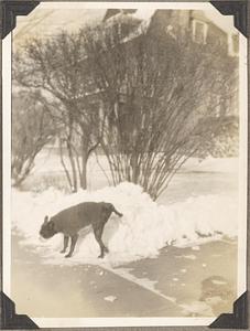 A Boston terrier in a snowbank