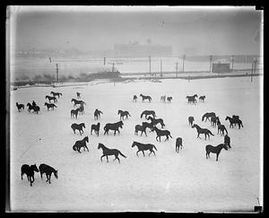 Calvary horses "horse around" in the snow at the Commonwealth Armory