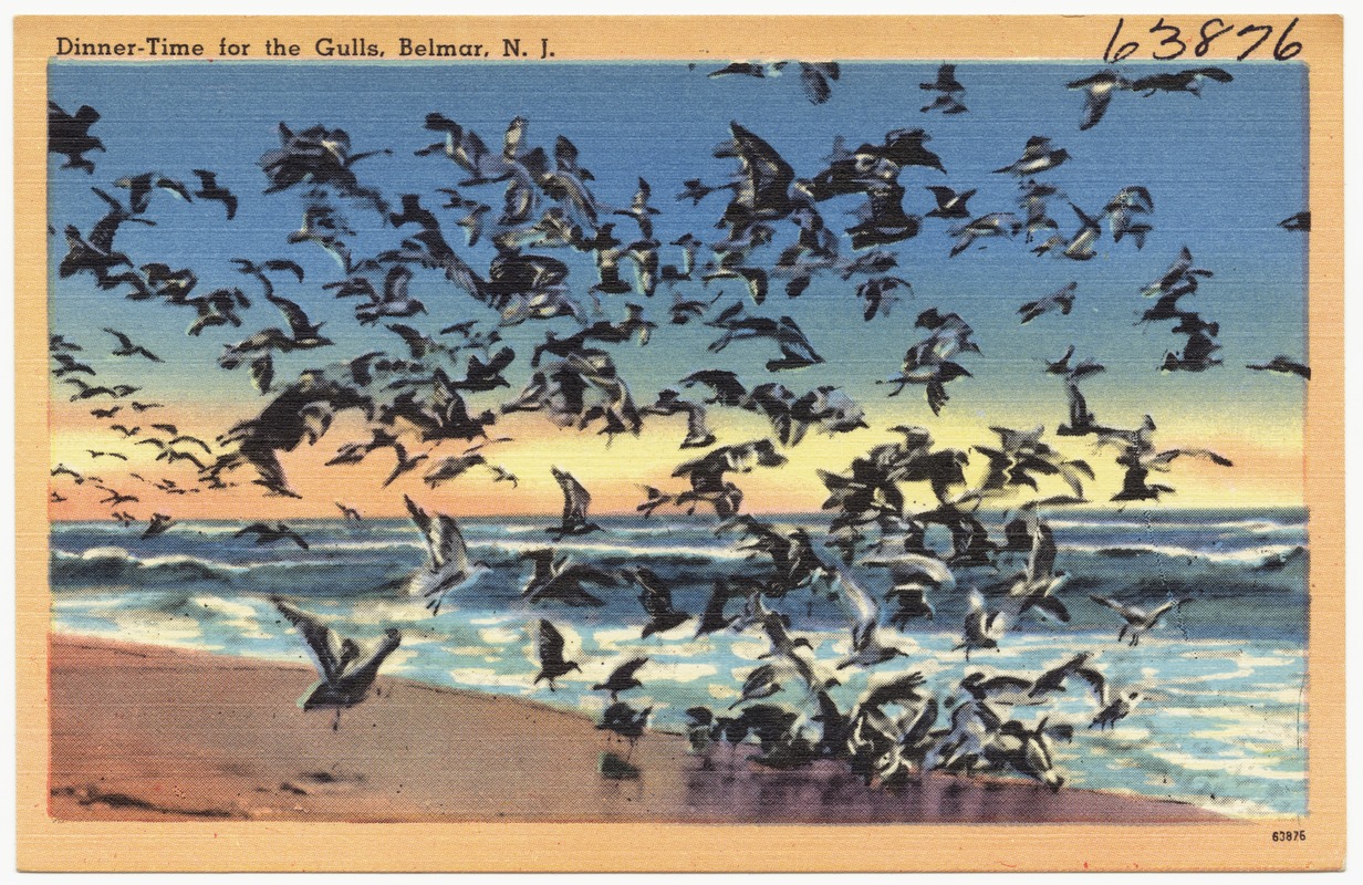 Dinner-time for the gulls, Belmar, N. J.