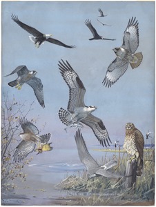 Plate 37: Bald Eagle, Turkey Vulture, Red-tailed Hawk, Duck Hawk, Osprey, Cooper's Hawk, Marsh Hawk