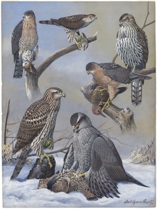 Plate 39: Shart-shinned Hawk, Cooper's Hawk, Goshawk