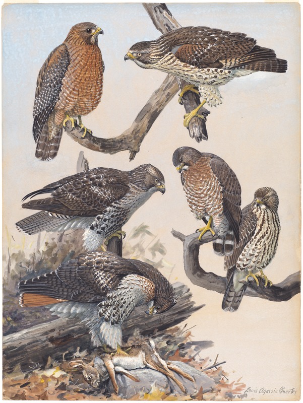 Plate 40: Red-shouldered Hawk, Red-tailed Hawk, Broad-winged Hawk