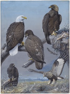 Plate 41: Bald Eagle, Golden Eagle, Rough-legged Hawk