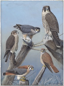 Plate 44: Pigeon Hawk, Duck Hawk, Sparrow Hawk