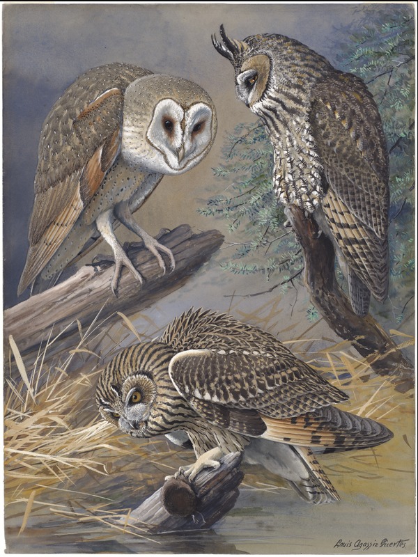 Plate 45 Barn Owl, Longeared Owl, Shorteared Owl Digital Commonwealth