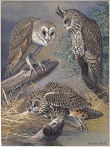 Plate 45: Barn Owl, Long-eared Owl, Short-eared Owl