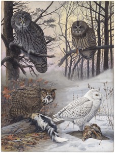Plate 46: Great Gray Owl, Barred Owl, Great Howned Owl, Snowy Owl