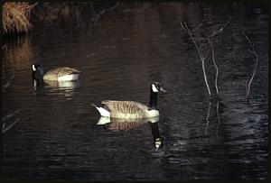 Upper branch of Charles River at Stony Brook, Norfolk / Geese