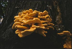 Orange mushroom growing out of tree trunk