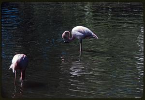 Two pink flamingos standing in water