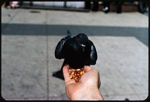 Pigeon perched on person's hand with food, Boston Common