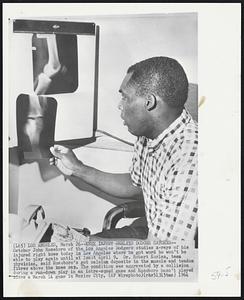 Knee Injury Shelves Dodger Catcher-- Catcher John Roseboro of the Los Angeles Dodgers studies x-rays of his injured right knee today in Los Angeles where he got word he won’t be able to play again until at least April 9. Dr. Robert Kerlan, team physician, said Roseboro’s got calcium deposits in the muscle and tendon fibres above the knee cap. The condition was aggravated by a collision during a run-down play in an intra-squad game and Roseboro hasn’t played since a March 14 game in Mexico City.