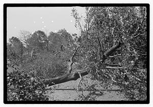 Uprooted tree