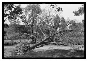Uprooted tree