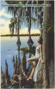 Study in knees at Cyprus Gardens in beautiful Florida