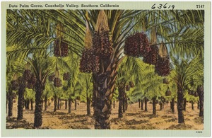 Date Palm Grove, Coachella Valley, Southern California
