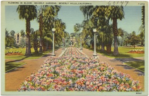 Flowers in bloom, Beverly Gardens, Beverly Hills, California