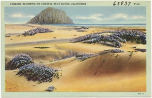 Verbena blooming on coastal sand dunes, California