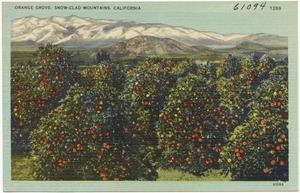 Orange grove, snow-clad mountains, California