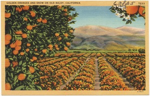 Golden oranges and snow on Old Baldy, California