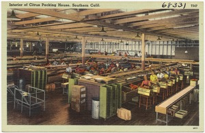 Interior of citrus packing house, Southern Calif.