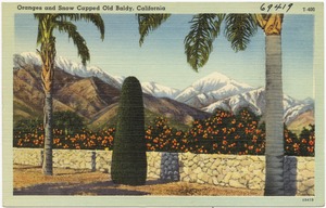 Oranges and snow capped Old Baldy, California