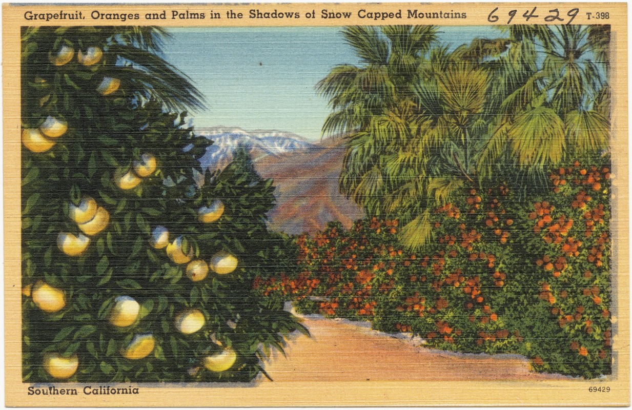 Grapefruit, oranges and palms in the shadow of snow capped mountains
