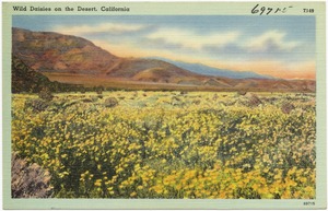 Wild daisies on the desert, California