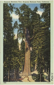 General Sherman Tree, Sequoia National Park, California