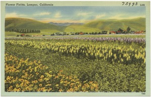Flower fields, Lompoc, California