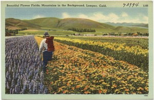 Beautiful flower fields, mountains in the background, Lompoc, Calif.