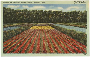 One of the beautiful flower fields, Lompoc, Calif.