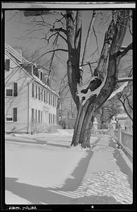 Tree and house in snow, Essex Street