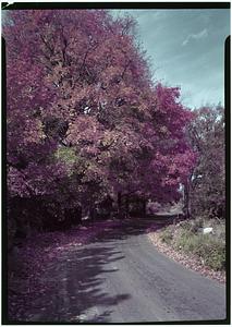Essex, Country Lane, autumn