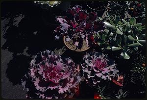 Ornamental cabbage and succulents
