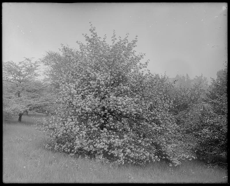 Crataegus succulenta - Digital Commonwealth