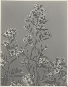 249. Aster paniculatus, Michaelmas daisy
