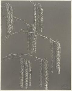 303. Betula lutea, yellow or gray birch